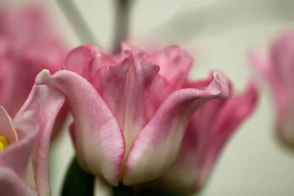 Macro photography  of the petal of pink tulips (flower variety - Crown Dynasty) in selective focus  on blurry white background