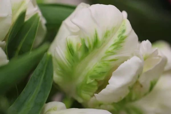 Macro Photographie Pétales Tulipes Blanches Variété Fleurs Super Parrot Mise Photos De Stock Libres De Droits