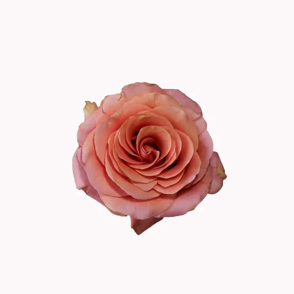 Close Foto Uma Rosa Bonito Colorido Rosa Frontal Fundo Branco — Fotografia de Stock