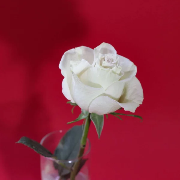 Απώλεια Του Λευκού Τριαντάφυλλου Που Απομονώνεται Κόκκινο Φόντο Τετράγωνο — Φωτογραφία Αρχείου