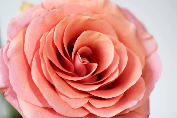 Beautiful Pink Rose Blossom Isolated Stock Photo