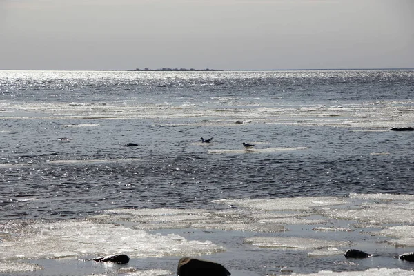 Залив Льдом Лучах Солнца Воде Счетчика Света Чайки Таянии Льда — стоковое фото