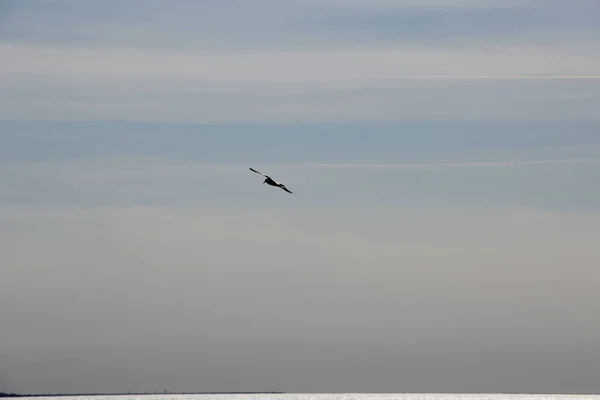 Gaivotas Voo Céu Primavera Com Reflexos Rosa Sol Brilhante — Fotografia de Stock