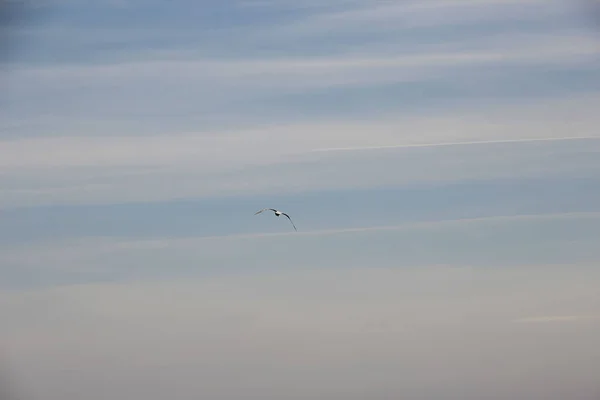 海鸥在春天的天空中飞翔 在明亮的阳光下泛起粉色的反光 — 图库照片