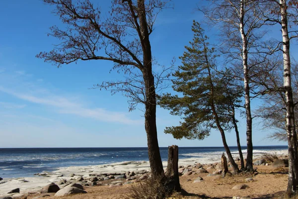 Koyun manzarası ve güneşli bir bahar gününde kıyıya yakın yüzen buzlar. 