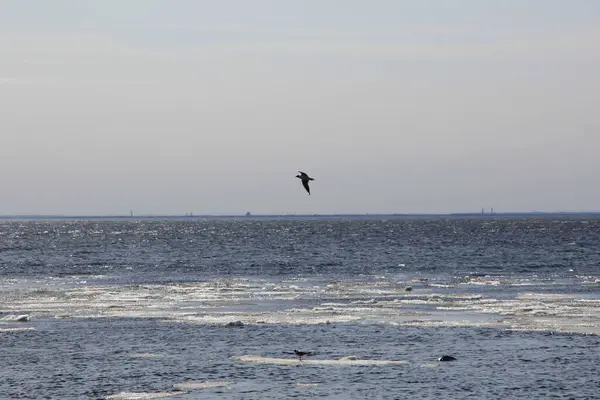 Möwe Flug Über Bucht Mit Sonnenreflex Wasser Und Schmelzendem Eis — Stockfoto