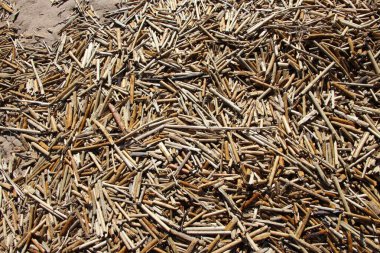 Geçen yılki çimlerin kuru kökleri ilkbaharın başında bir kumsalda doğal bir arka plan için.