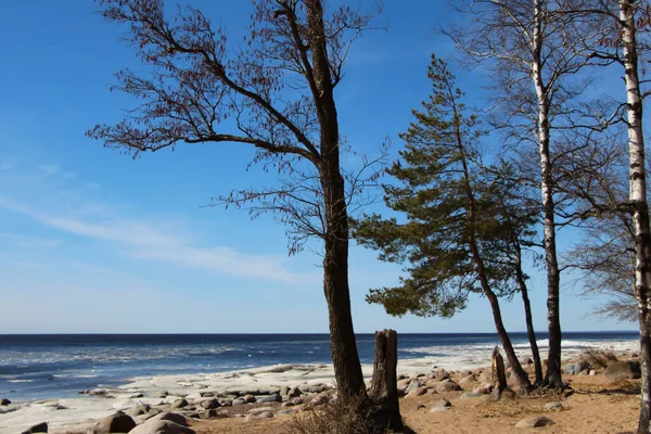 Début Printemps Rivage Baie Avec Des Floes Glace Près Rive — Photo