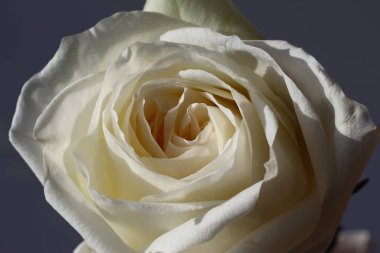 Koyu gri arkaplanda güzel beyaz bir gülün ön yüzü. 