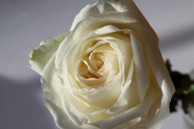 Koyu gri arkaplanda güzel beyaz bir gülün ön yüzü. 