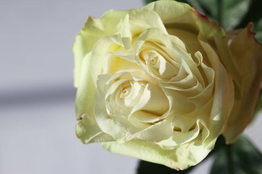 Beyaz arka planda gün ışığında şakayık şekilli beyaz gül, stüdyo çekimi.