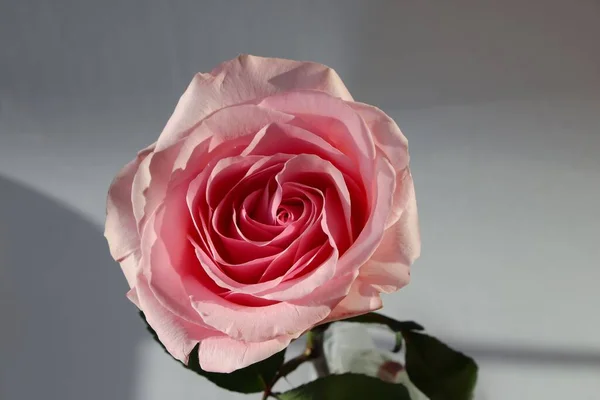 白い背景に美しいピンク色のバラのフロントトップマクロ写真 — ストック写真