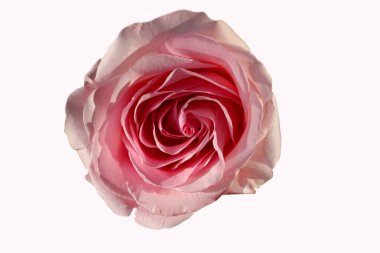 Beyaz arkaplanda izole edilmiş güzel gül çiçeği