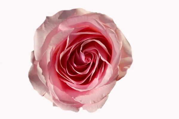 Frumoasă Floare Trandafir Izolată Fundal Alb — Fotografie, imagine de stoc