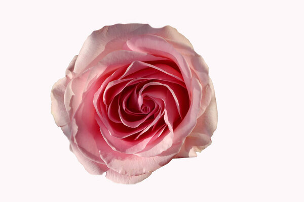 Front top photography of a beautiful pink rose on a white background