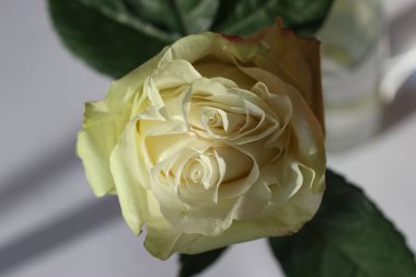 Beyaz arka planda, güzel, şakayık şekilli beyaz bir gülün ön planda çekilmiş fotoğrafı.