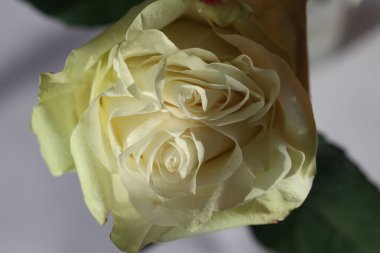 Beyaz arkaplanda gün ışığında şakayık şekilli beyaz bir gülün ön kapak makro fotoğrafı, stüdyo çekimi.