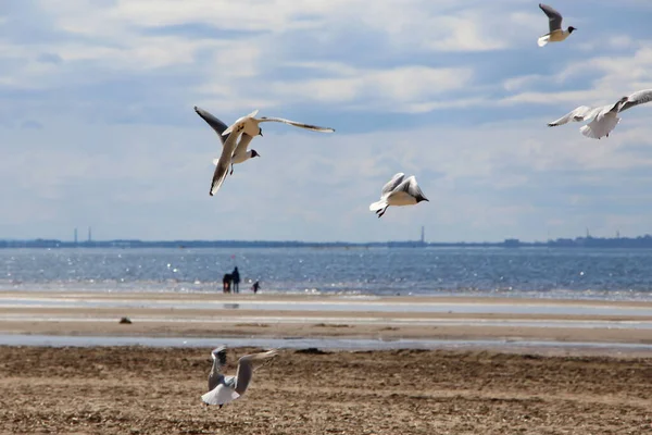 Petersburg Russland Mai 2021 Silhouette Einer Familie Wasser Strand Und — Stockfoto