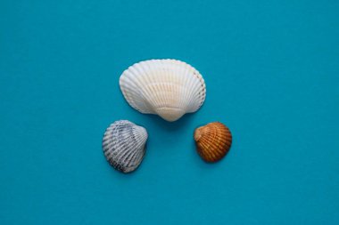 Üç deniz kabuğu - stüdyo mavisi arka planda büyük beyaz, orta gri ve küçük kahverengi