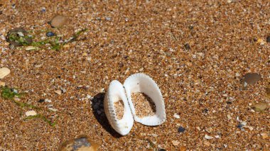 Sahilde küçük deniz kabuğu, büyük format.