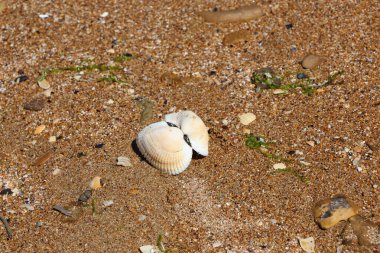 Kumsalda küçük bir deniz kabuğu
