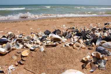 Kumsalın manzarası, kumdaki dalgalar ve deniz kabukları