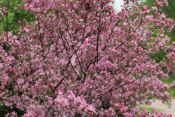 Appelboom Bloei Roze Bloemige Achtergrond — Stockfoto