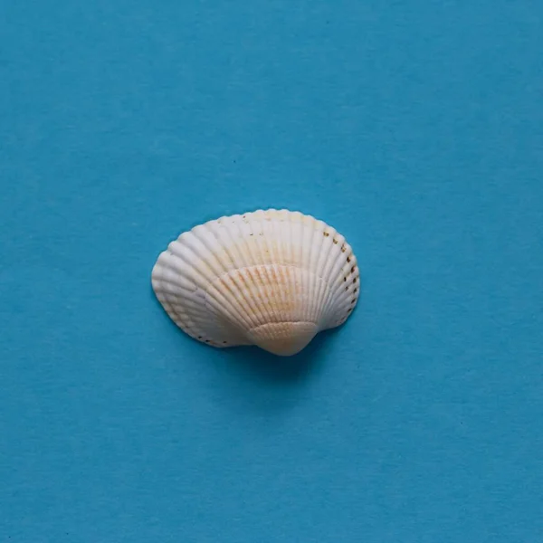 Eine Weiße Muschel Auf Blauem Hintergrund — Stockfoto