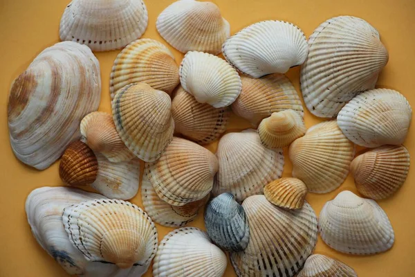 Seashell Sfondo Conchiglie Diverse Accatastati Insieme — Foto Stock