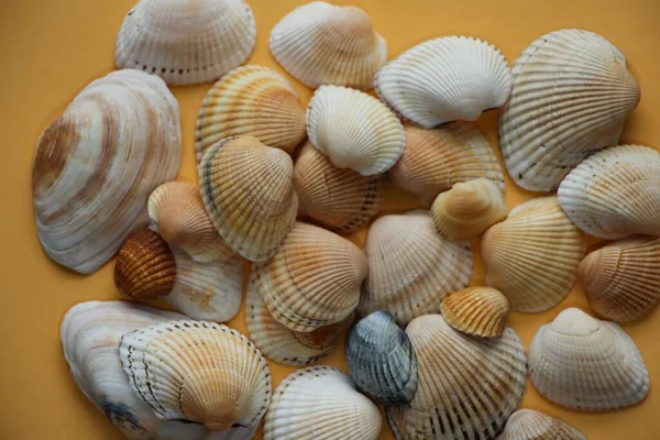 Seashell Sfondo Conchiglie Diverse Accatastati Insieme — Foto Stock