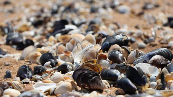 Belle Conchiglie Colorate Sulla Sabbia Sulla Spiaggia Sfondo — Foto Stock