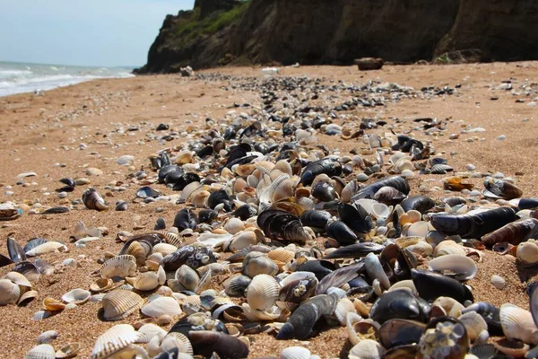 Vue Sur Plage Été Les Coquillages Dans Sable Images De Stock Libres De Droits