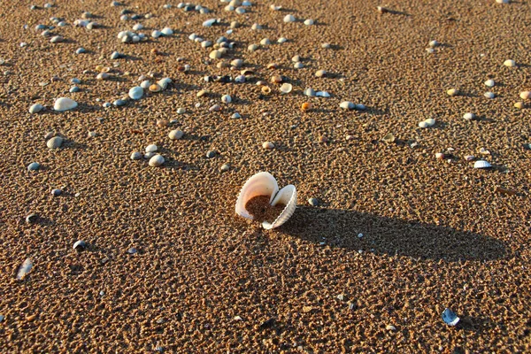 サンセットの夏のビーチで貝殻を — ストック写真
