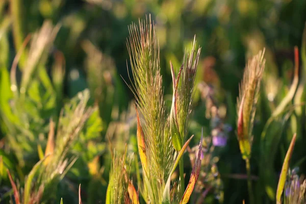 Macro Photographie Épillets Verts Céréales Contre Jour Coucher Soleil Pour — Photo