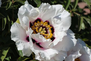 Beyaz bir Çin şakayığının (lat.) tam olarak açılmış güzel bir çiçeğinin makro fotoğrafçılığı. Paeoniaceae)