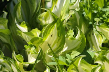 Doğal yeşil arkaplan olarak seçici odaklı ev sahibi çiçek yapraklarının (Funcion) yakın çekimi (makro çekim) 