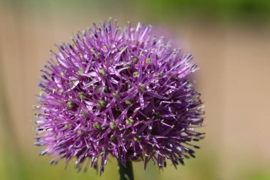 Aflatunense soğanının makro fotoğrafçılığı (lat. Doğal bulanık bej arkaplanda aflatunense allium)