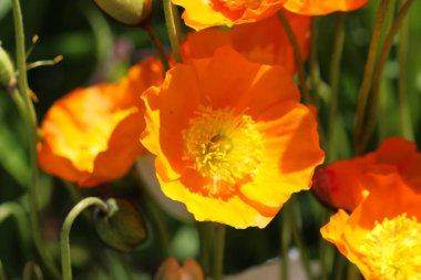 Poppy Holostebel 'in makro fotoğrafı (lat. Doğal bulanık yeşil arkaplan, seçici odak