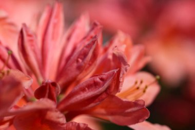 Rhododendron japonicum 'un makro fotoğrafı (A. Gri) Bulanık pembe arka plan üzerine seçici bir odak ile Suring