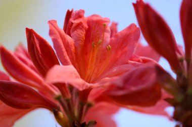 Rhododendron japonicum 'un makro fotoğrafı (A. Gri) Bulanık mavi arka plan üzerine seçici bir odak ile suring