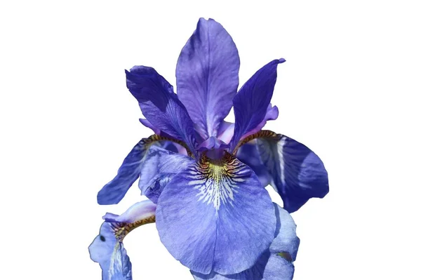 Gros Plan Fleur Iris Bleu Isolé Sur Fond Blanc — Photo