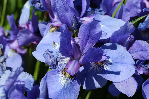 Una Foto Cerca Las Flores Azules Iris Jardín — Foto de Stock