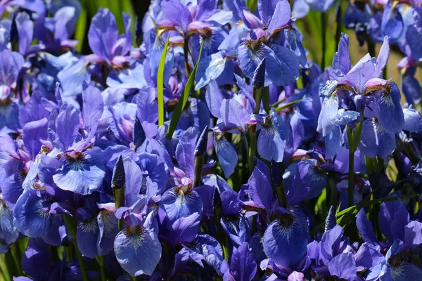 Una Foto Primo Piano Fiori Viola Iris Giardino Sfondo — Foto Stock