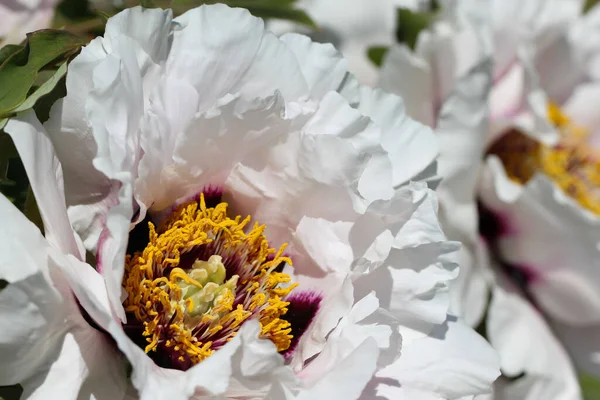 Fotografia Macro Uma Bela Flor Totalmente Aberta Uma Peônia Árvore — Fotografia de Stock