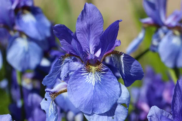 Ein Nahaufnahme Foto Von Blauen Irisblumen Garten — Stockfoto