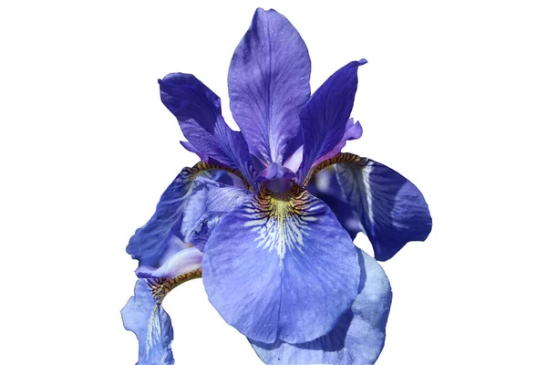 Gros Plan Fleur Iris Bleu Isolé Sur Fond Blanc — Photo