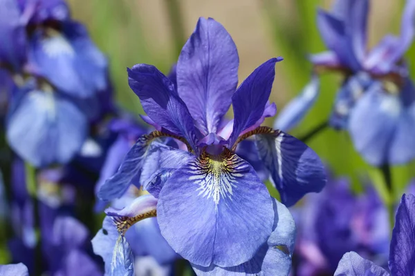 Una Foto Cerca Las Flores Azules Iris Jardín — Foto de Stock