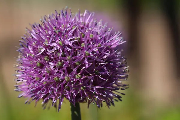 Makro Fotografia Cebuli Aflatunense Lat Aflatunense Allium Naturalnym Rozmytym Beżowym — Zdjęcie stockowe