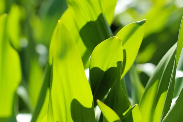 Gros Plan Macro Photographie Des Pousses Herbe Avec Accent Sélectif — Photo