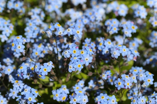 Naturalne Niebieskie Tło Niezapomnianych Kwiatów — Zdjęcie stockowe